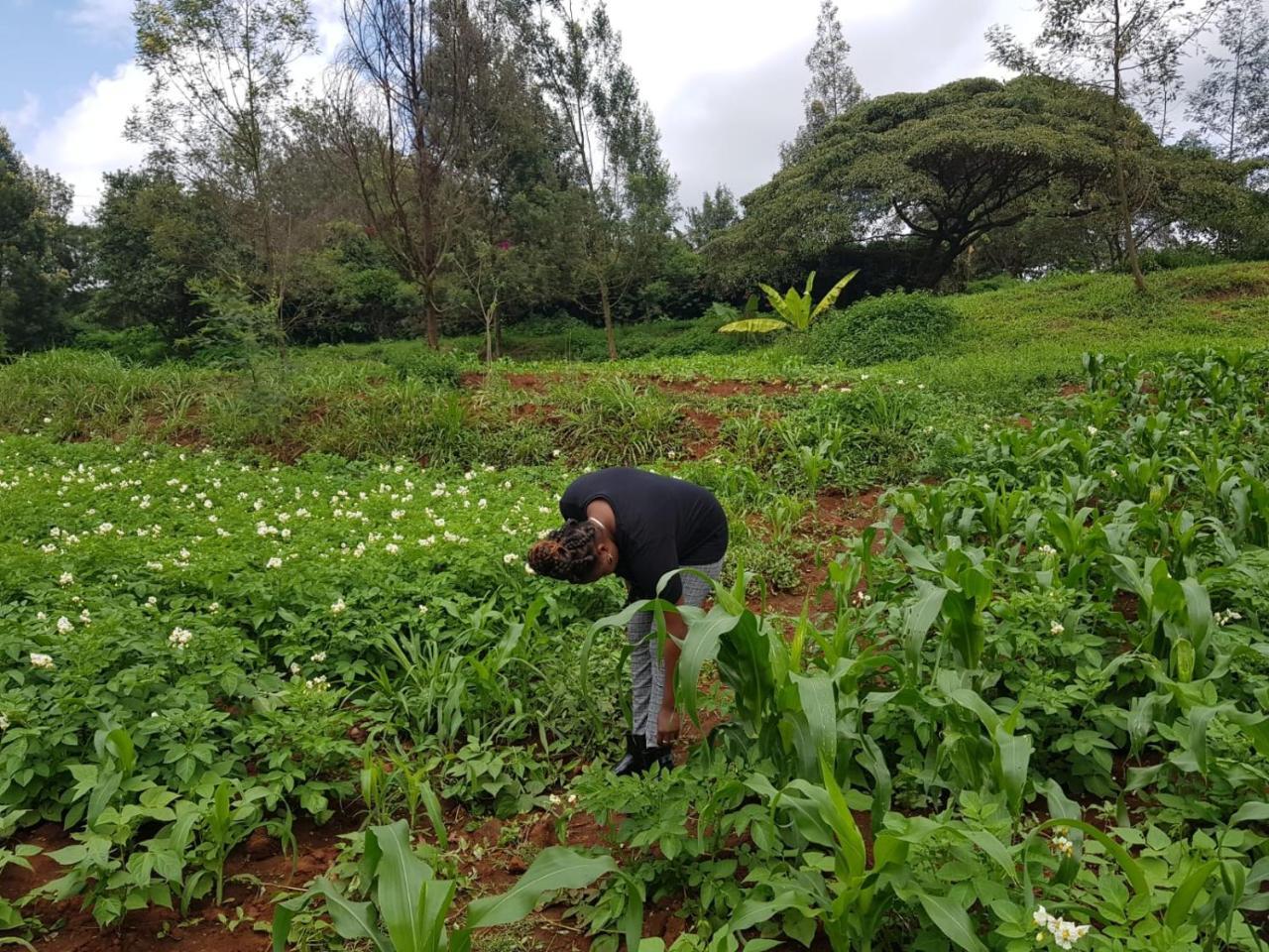 Karen Little Paradise Nairobi Dış mekan fotoğraf